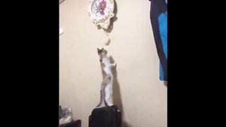 name Funniest Animals - Best Of The 2023 Funny Animal Videos