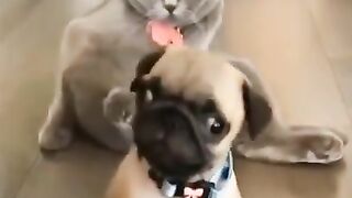 FUNNY DOGS AND CATS VIDOES ???? ????