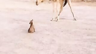 Dog and Camel