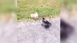 funniest dog moments
