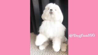 Pet funing video|dog fun