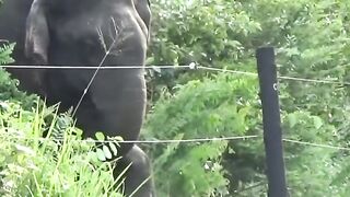 அறிவுப்பூர்வமாக யோசித்து மின் வேலியை தாண்டி சென்ற யானை