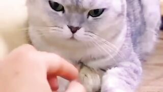 Cat ???? and Hamster friendship