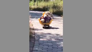 cute dogs (Tik Tok)