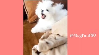Pets funing videos | dog funing videos.