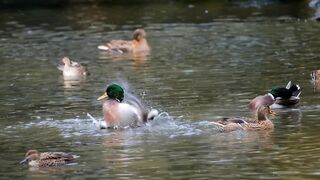 Duck In the River