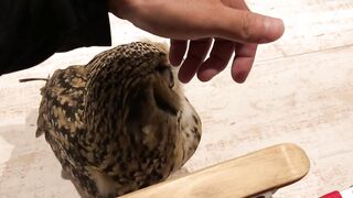 Сова забавляет хозяина