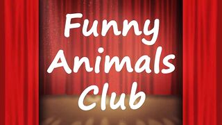 Funny animals reactions try not to laugh