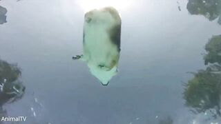 cute dogs (Youtube)