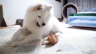 Что Произойдет Если Котёнок Укусит Большую Собаку