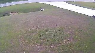 OMG! Hero Pet Saves The Day