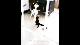 Подборка смешных котов и собак для хорошего настроения! ????