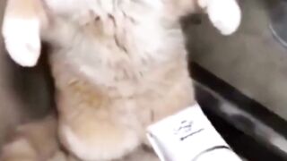 Funny Cat-The cat who refuses to groom????拒絕理毛的貓咪