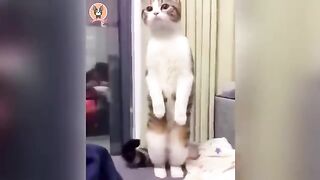 Funny animals 2022-cute dogs and cat doing funny things