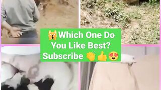 Try not to laugh episode 2 Funny Animal Videos 2022 - Funniest Cute Cats And Dogs