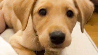 Cut Dog #dog #animals