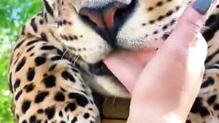Jaguar Boop! SO CUTE