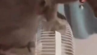 Funny cats