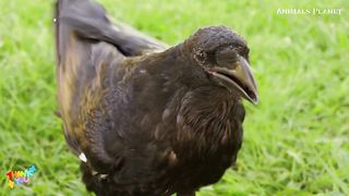 The Most Adorable Baby Animal Compilation