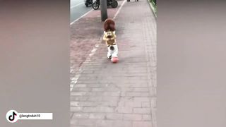 Funny Cute Animals Cats and Dogs Compilation