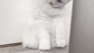 CAT WITH IMAGINABLE EXPERIENCE