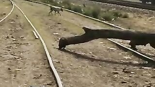Pakidtani Train????