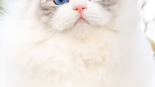 lovely Cat check My Beauty ????