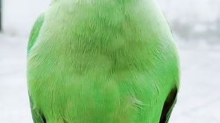 Talking Parrot ????