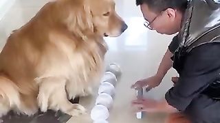 Smart dogs