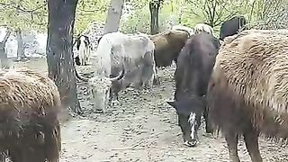 Mountain yaks