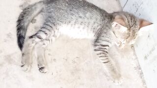 Kitten Slept Funny