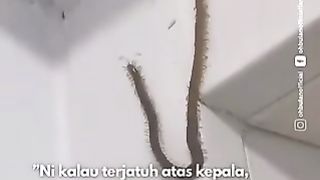 giant centipede