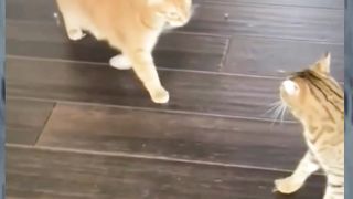 New One Funny animals - Funny cats / dogs - Funny videos ???? - ???? ???? Bast laugh part4