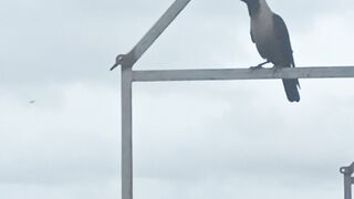 Crow Waiting.