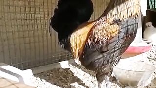 Chicken sound change????