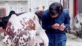 Funny Video Menu Q Phely A K Band Dita e