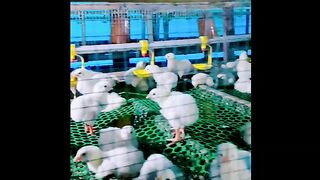 Baby Chicken broiler