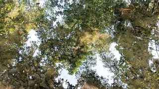 Koi fish in a clear and calm pond