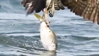 Fishhhjkkgff