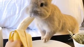 Rabbit ffhjkfddfh