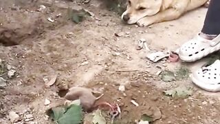 ТікТок 53