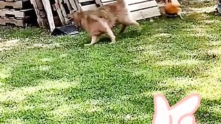 Dog vs hen