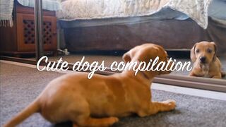 Cute Dogs Compilation