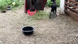O bodinho Chico e seus momentos sociável