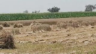 Wheat cutting in village life @pakistanisairsapatee