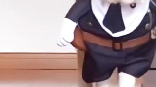 Viral Cute pets short # beautiful pet # Funny
