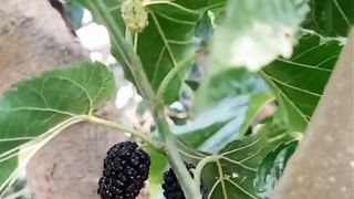 Nature Beauty 3