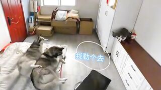 ТікТок 54