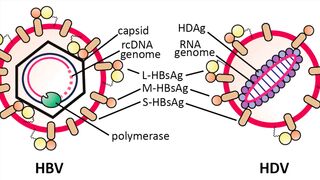 Hepatitis D symptoms, causes, diagnosis & treatment
