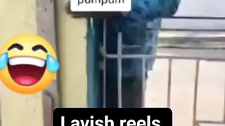 Fun vid